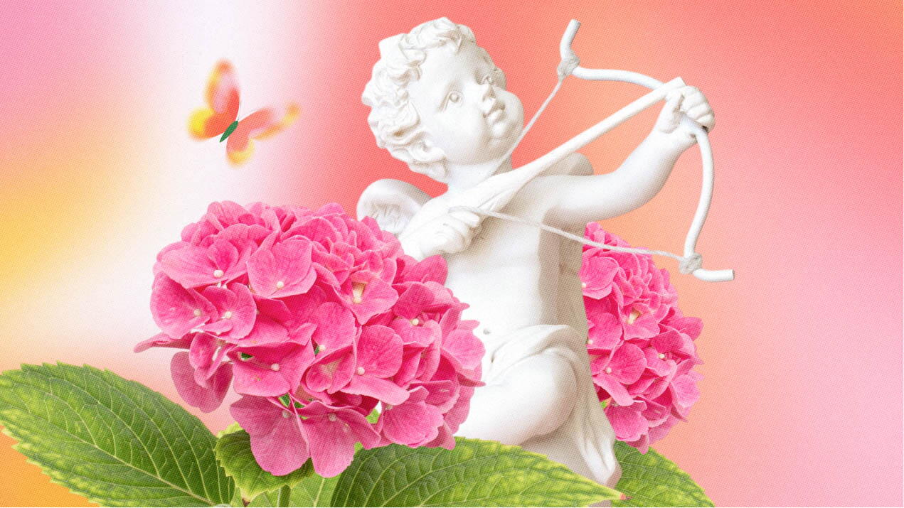 ¿Qué significan las hortensias en el amor?