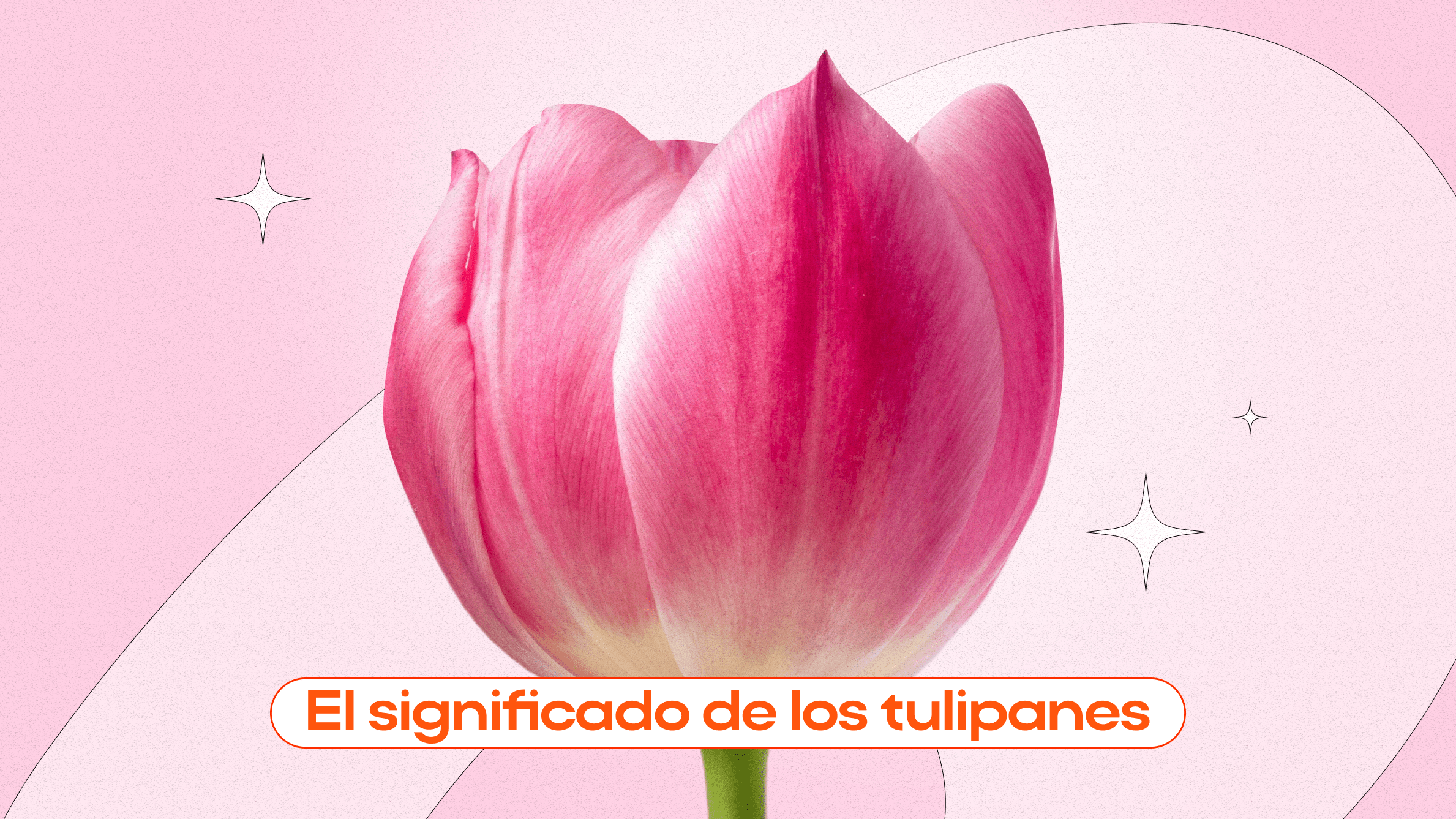 El significado de los tulipanes y sus colores