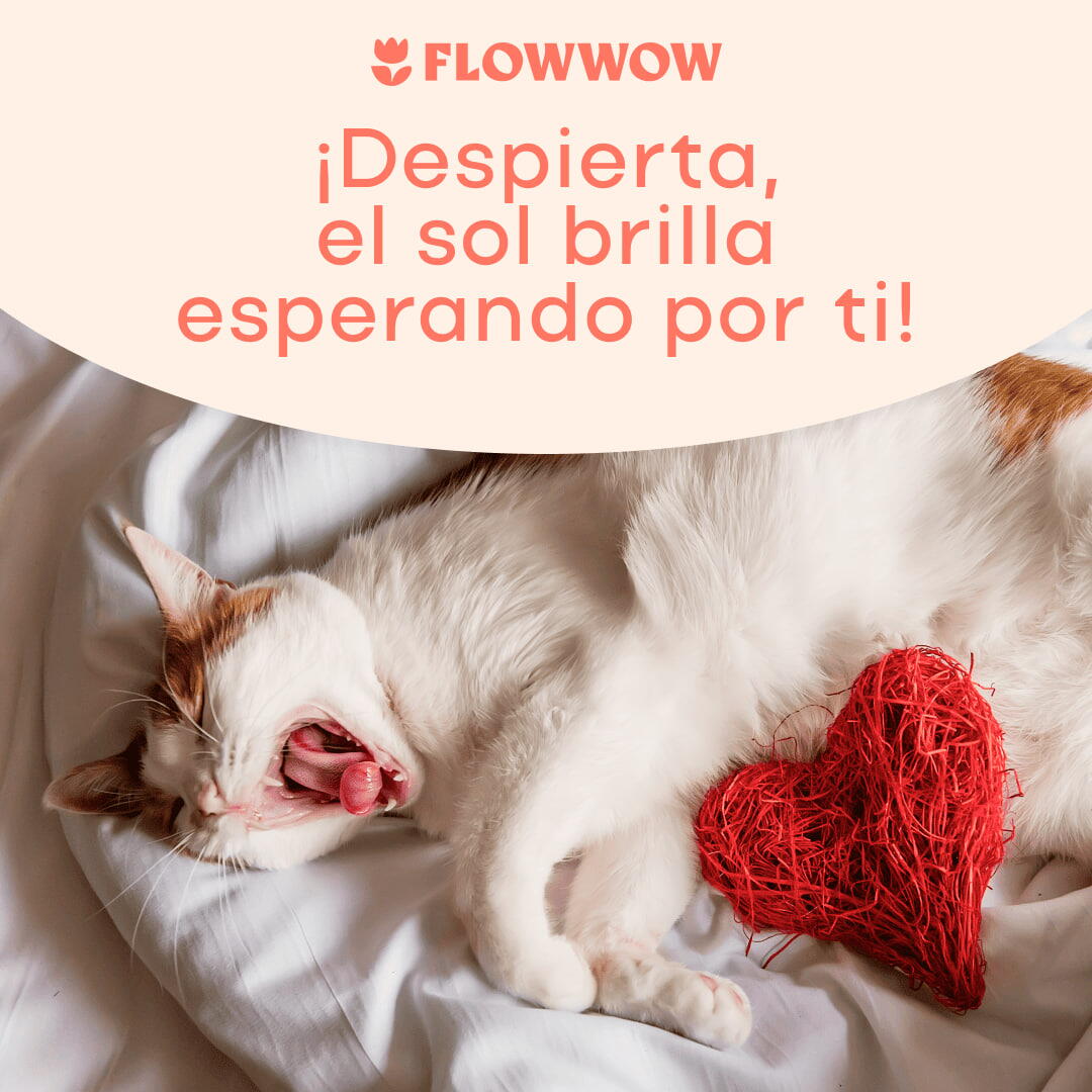 tarjetas de buenos días con frases bonitas