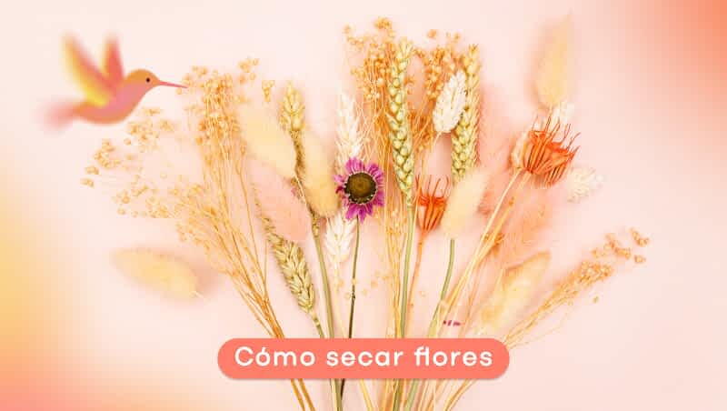 Cómo secar flores: métodos eficaces e instrucciones paso a paso
