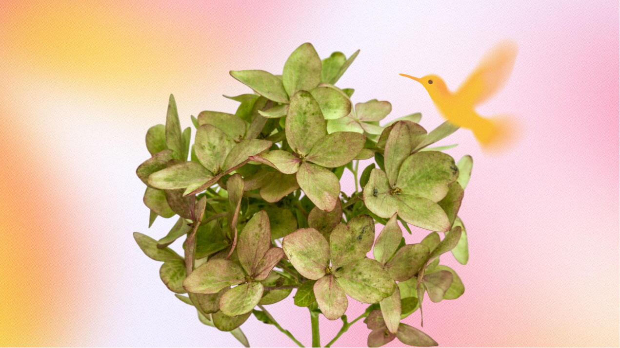 Las hortensias verdes significado