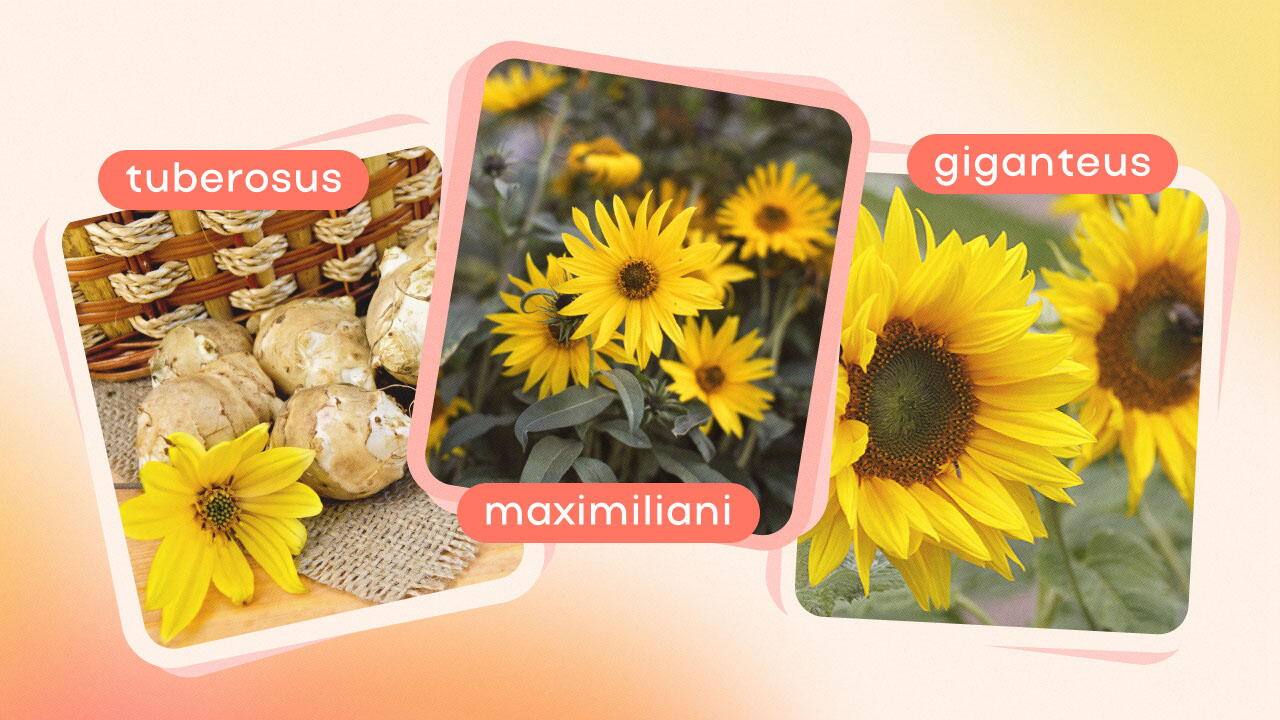 girasoles de colores