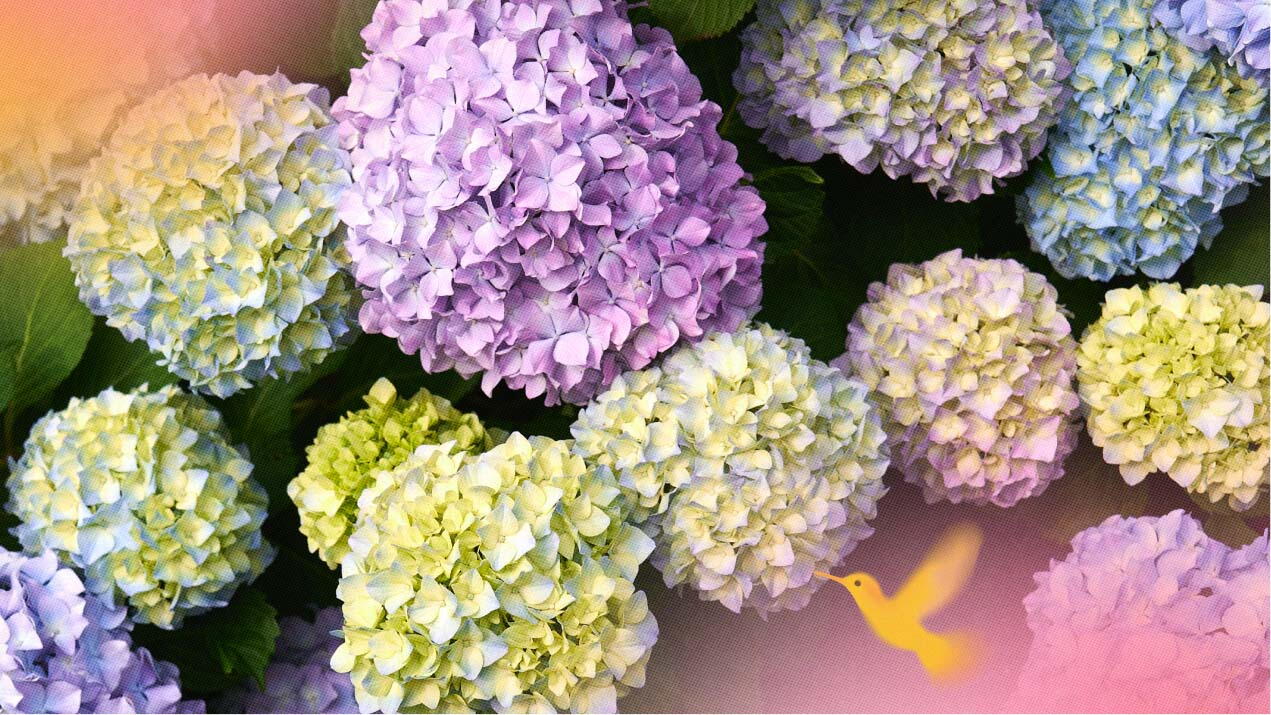 hortensias colores