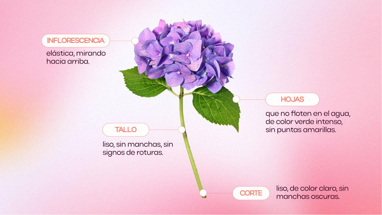 Cómo determinar la frescura de una hortensia