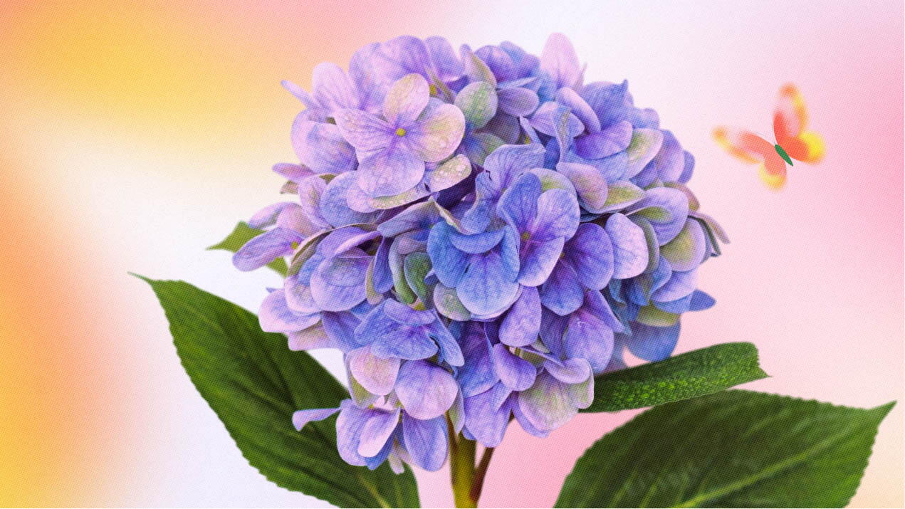 El significado de las hortensias moradas