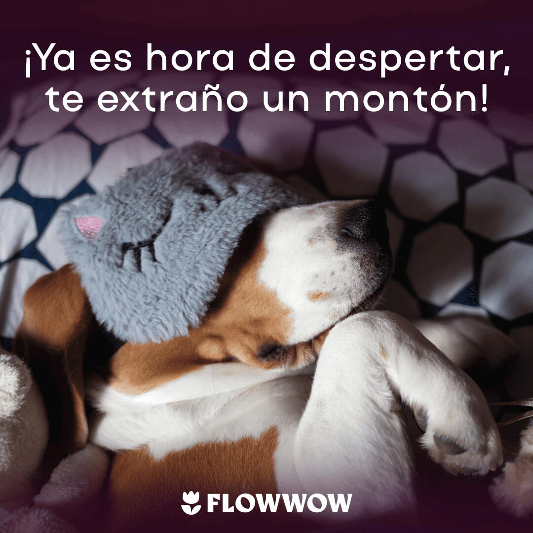 tarjetas frases bonitas saludos buenos días nuevos