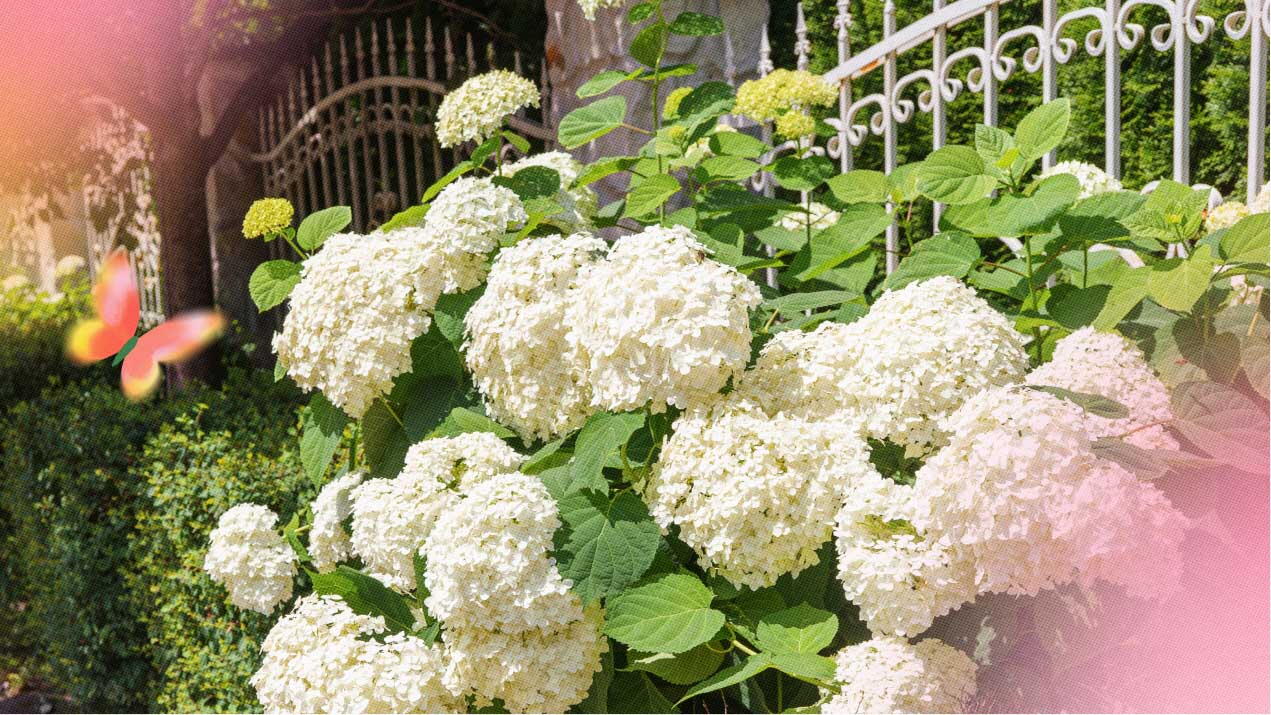 Especies tipos de hortensias