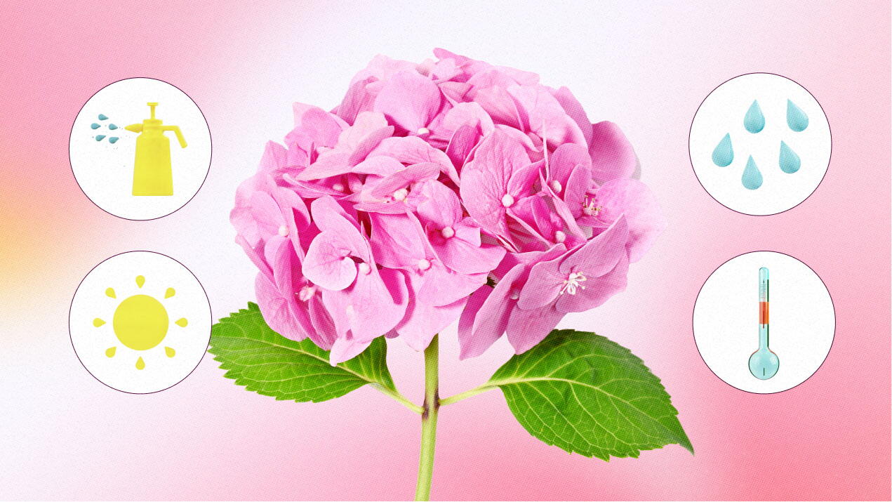 ¿Cuánto tiempo permanecen frescas las hortensias en un jarrón?