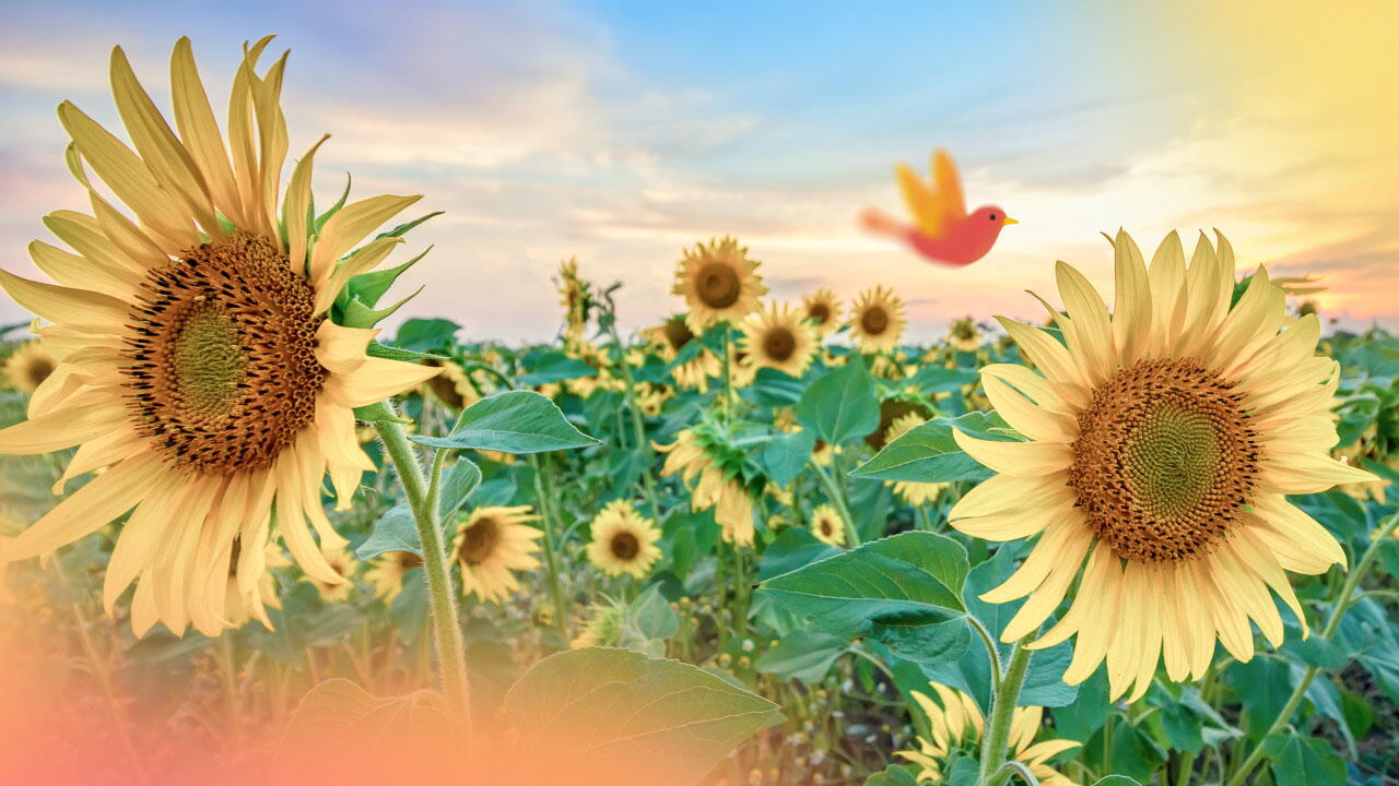 significado de los girasoles