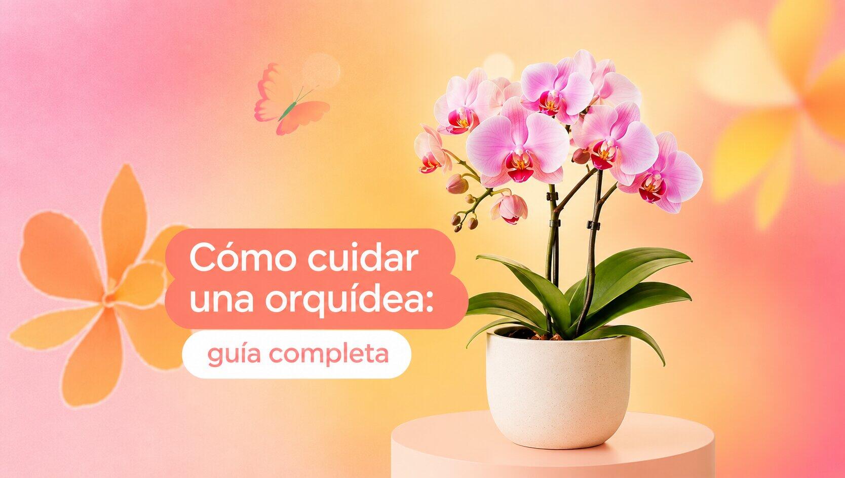Cómo cuidar una orquídea