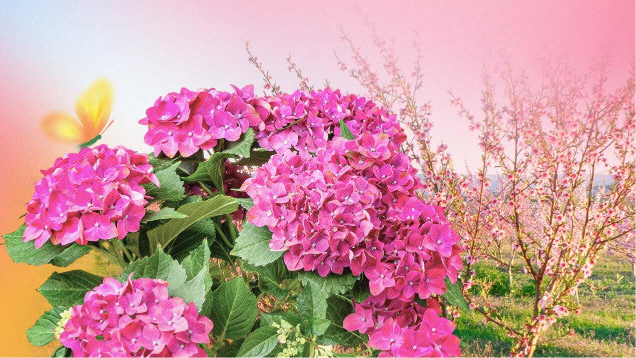 &nbsp;Cuando florecen las hortensias