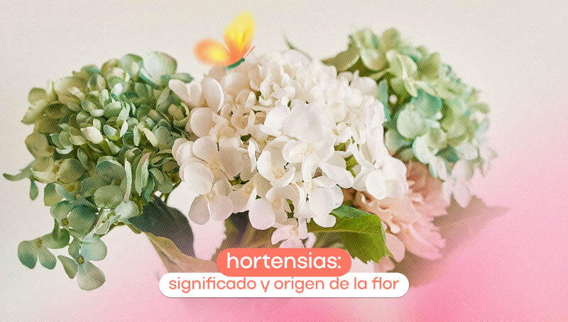 Hortensias: significado y origen de la flor