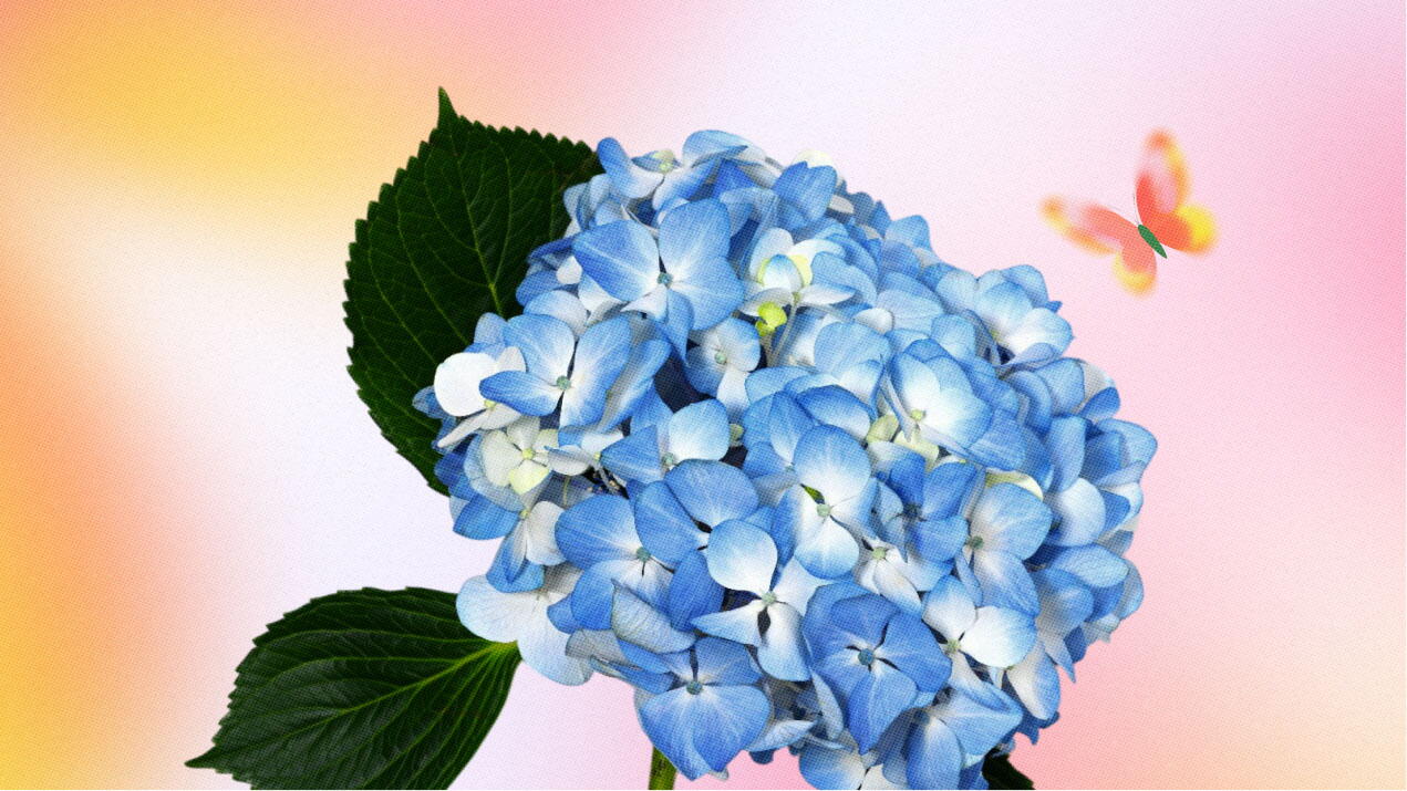 Las hortensias azules significado&nbsp;