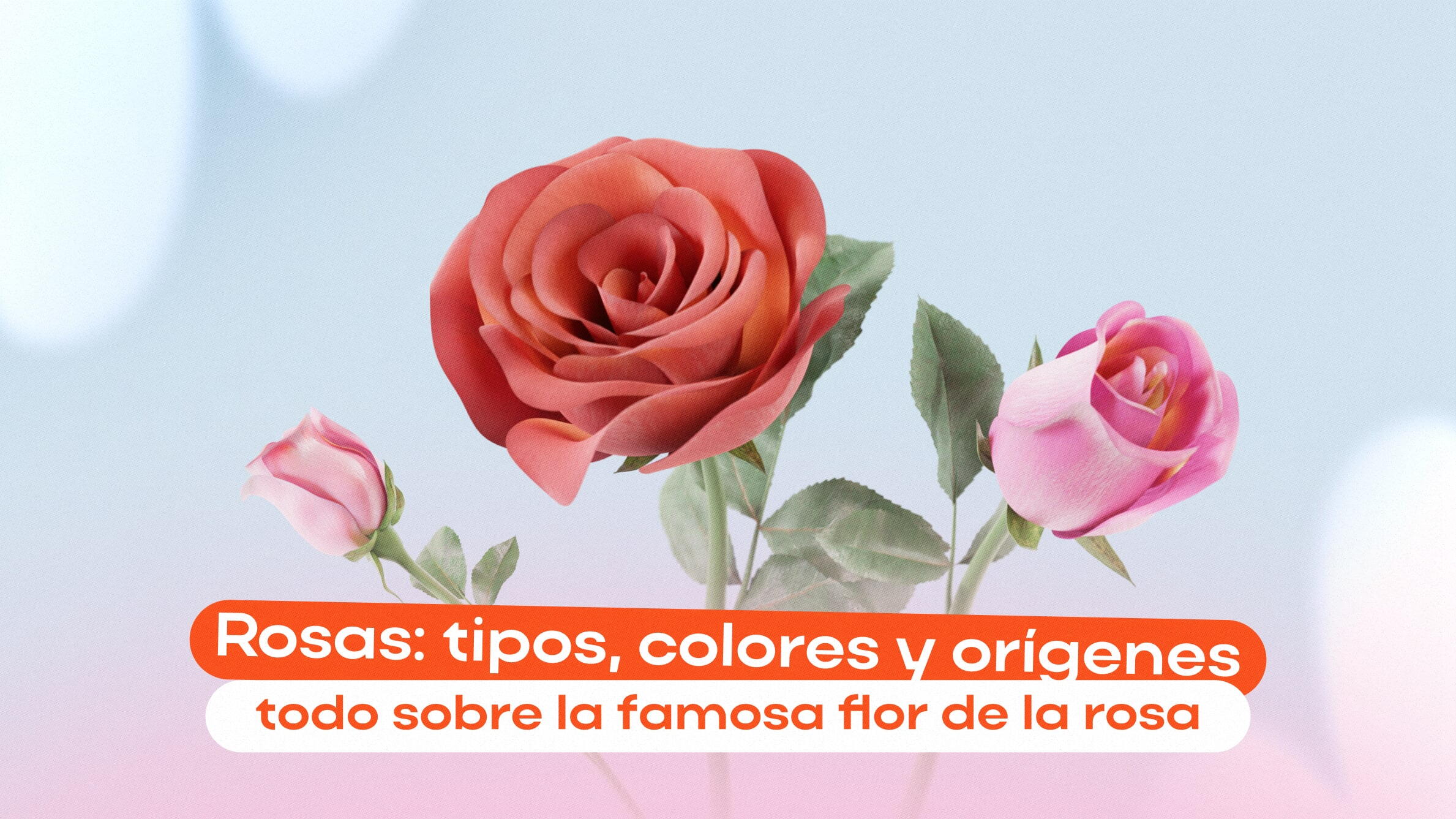Rosas: tipos, colores y orígenes