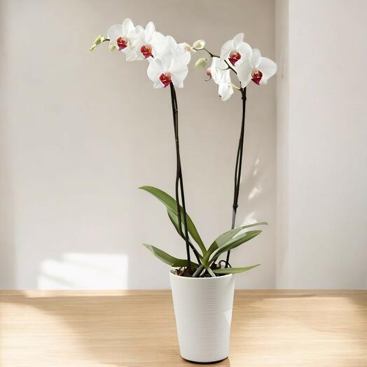 Orquidea Blanca Pura