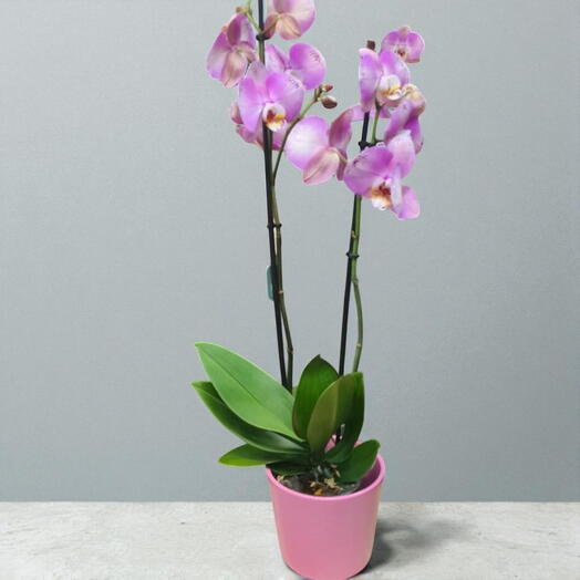 Orquidea Rosa con Macetero Rosa