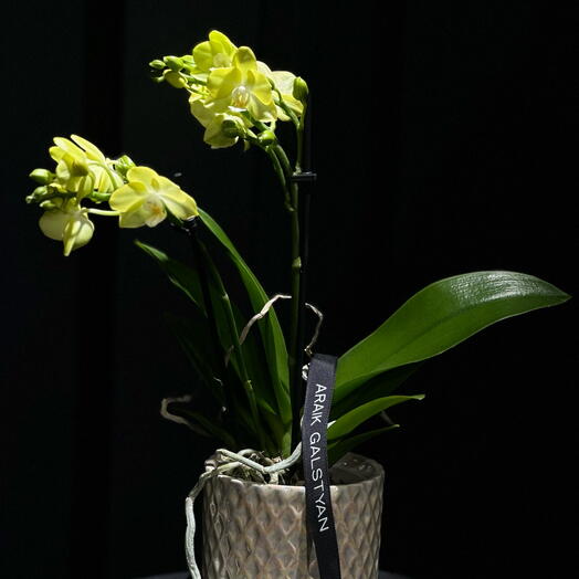 Orquidea Amarilla con maceta