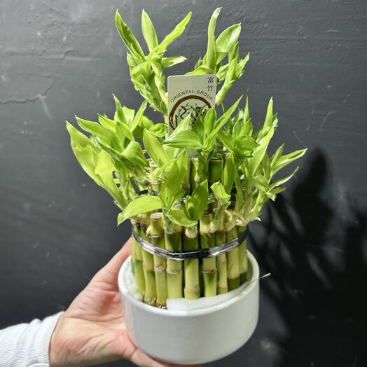 Bambú en blanco ARAIK GALSTYAN