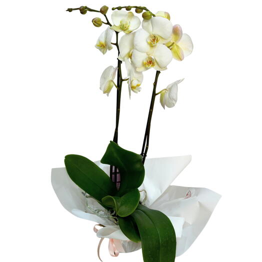 Planta de orquidea Blanca centro amarillo envuelta para regalo
