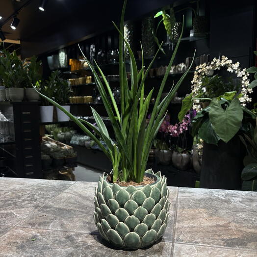 Sansevieria con Jarron