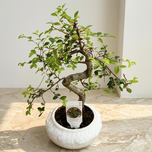 Bonsai de 6 anos