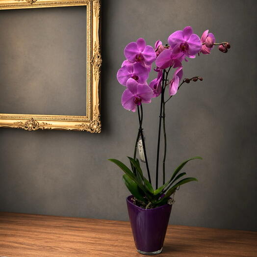 Colorful orchid