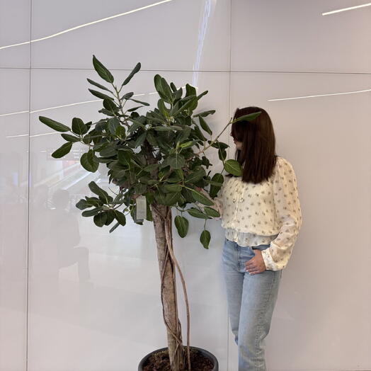 Ficus bengalí tamaño XL