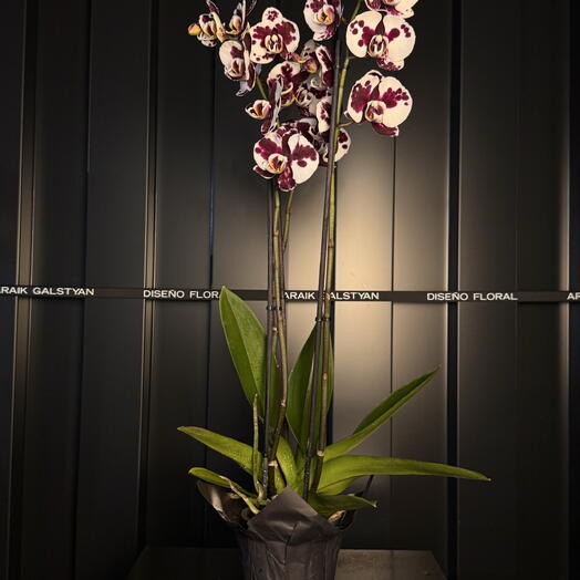 Grande orchidée violette à taches blanches