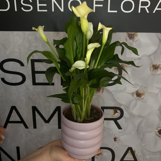 White Calla Lily with pot