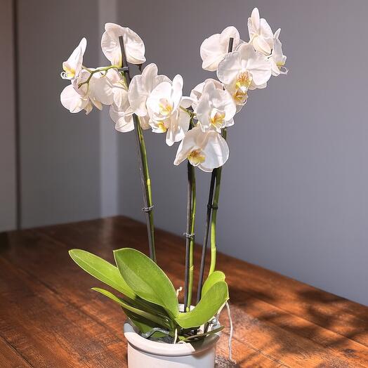 Phalaenopsis Orchid (XL)