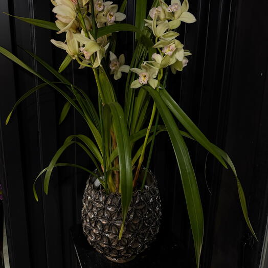 Orquidea Natural Lista para Regalar