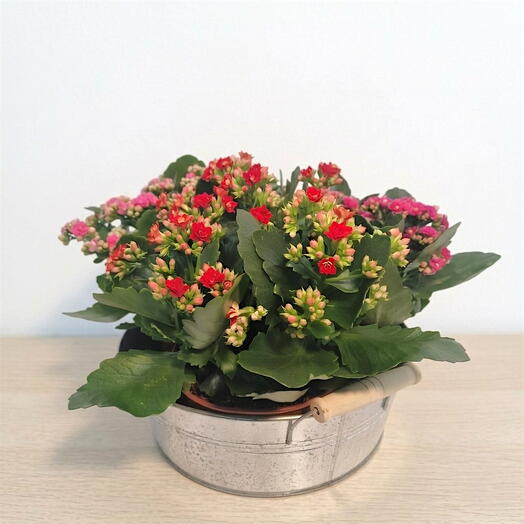 Centro Floral Kalanchoe Multicolor