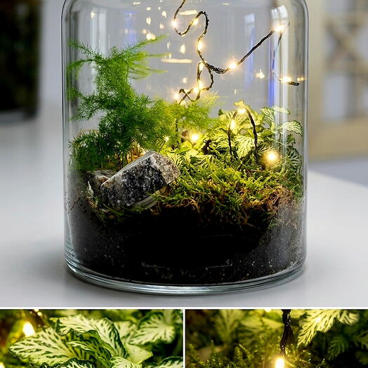 Terrario Dia del Padre