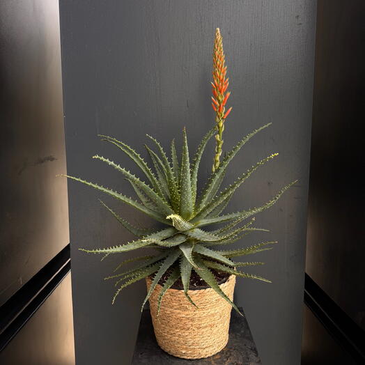 Aloe Arborescens Florecido en Maceta Artesanal