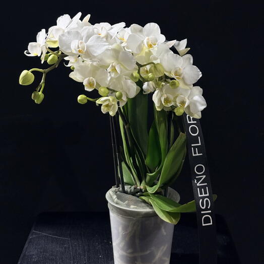 Orquídea blanca mini