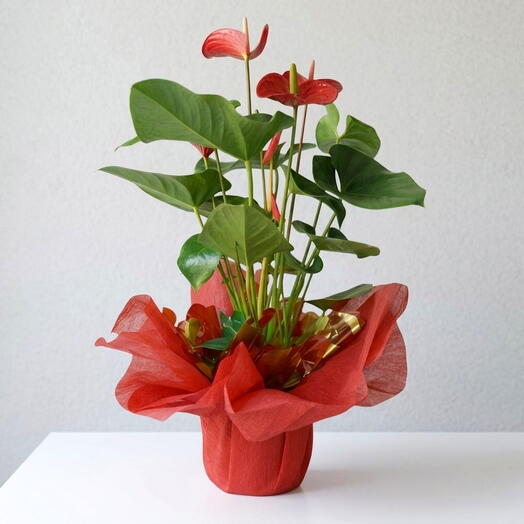 Planta Anthurium