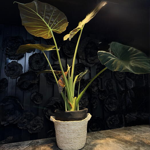 Alocasia Elegance de ARAIK GALSTYAN