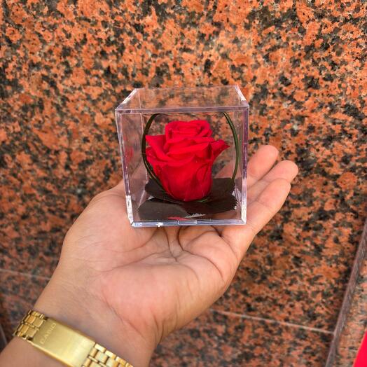 Rosa Roja Preservada pequena