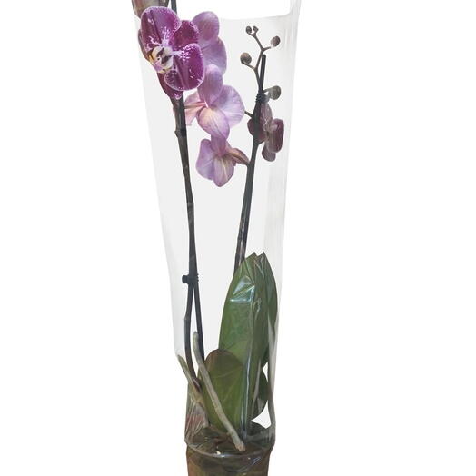 Фіолетова орхідея