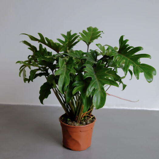 Philodendron Xanadu
