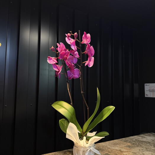 Orquidea Phalaenopsis fucsia de ARAIK GALSTYAN