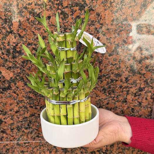 Pack Lucky Bamboo Base Blanca 25cm