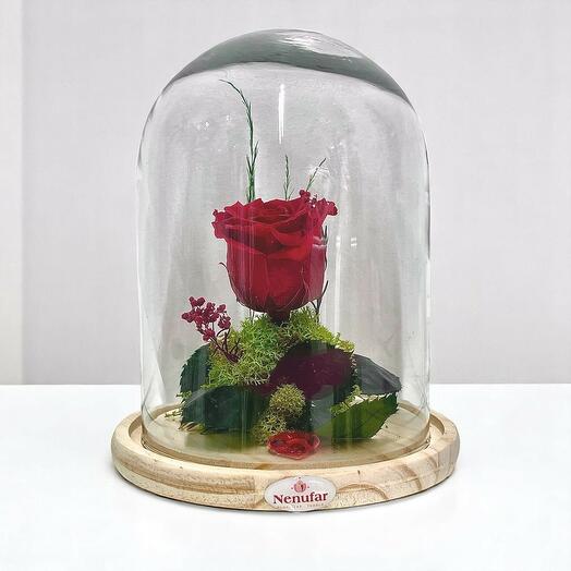 Beauty and the Beast dome, preserved rose in dome