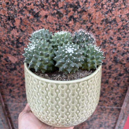 Кактус в зелёном горшке