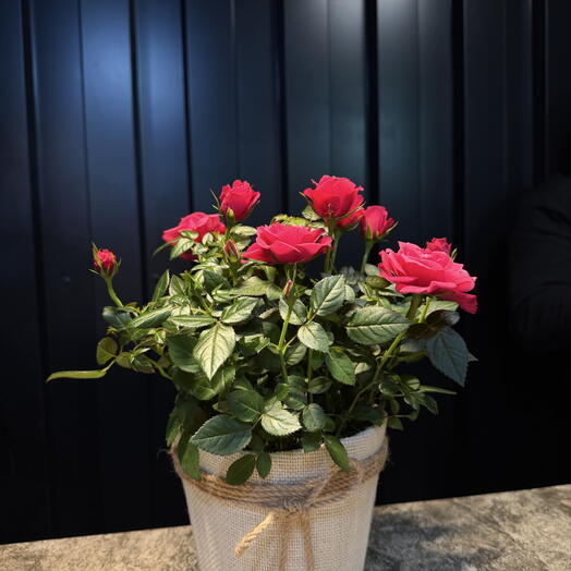 Jardin rosas rosadas