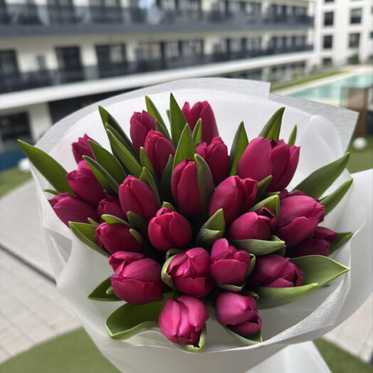 25 Fucsia Tulips