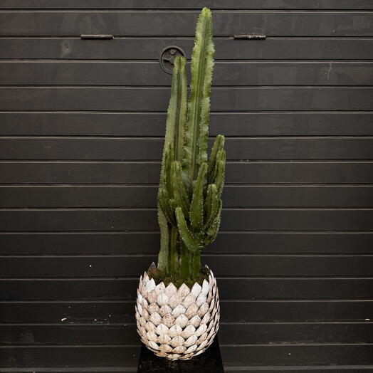 Cactus Eritrea en maceta