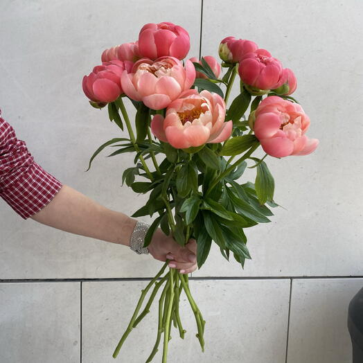 11 peonias corales