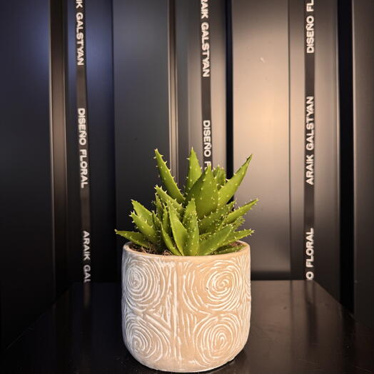 Aloe Juvenna en maceta de cerámica