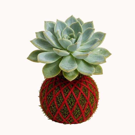 Kokedama Echeverria Lola
